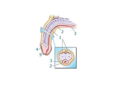 Estructura del pene